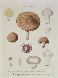 Hypophyllum campestre ou le champignon des champs, planche 130 de 