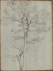 Arbre nu [verso]