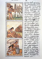 Scènes de la vie paysanne, récolte de blé, texte en nahuatl, fac-similé du Codex Florentin