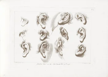 Douze oreilles (Les rudiments du dessin de Cipriani)