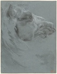 Tête de cheval