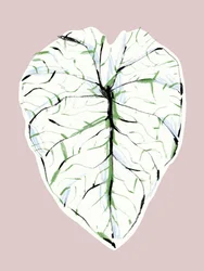 Feuille veinée élégante