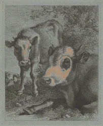 Vache et veau allongés en plein air