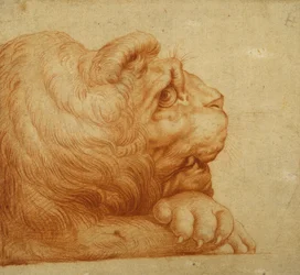 Tête de lion de profil