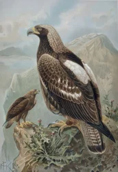Aigle impérial - mâle avec plumage presque parfait (1) et femelle de 2 ans (2)