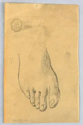 Étude du pied droit
