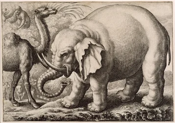 Un éléphant et un chameau, gravé par Wenceslaus Hollar (1607-77) 1663