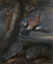 Geai, pic vert, pigeons et rougequeue