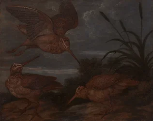 Bécasse au crépuscule