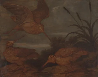 Bécasse au crépuscule