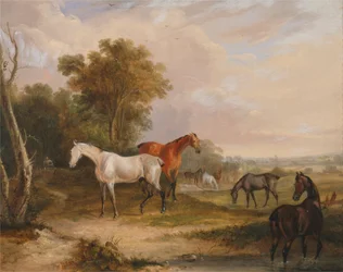 Chevaux au pâturage : un étalon gris au pâturage avec des juments dans un pré