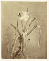 [Fleurs]