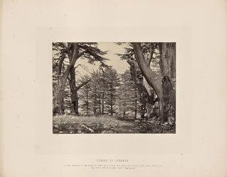 Cèdres du Liban