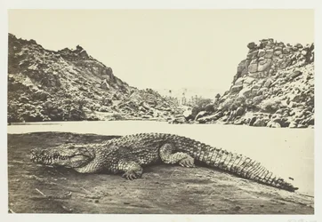 Crocodile sur un banc de sable, 1857