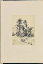 Groupe de palmiers dans le Wadee Feyran