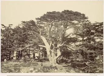 Le plus grand des cèdres, mont Liban