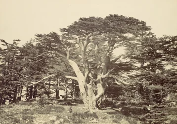 Le plus grand des cèdres, Mont Liban, 1857
