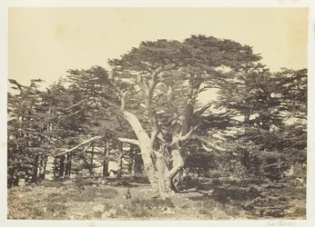 Le plus grand des cèdres, le Mont-Liban