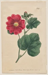 Le Magazine Botanique ou Jardin de Fleurs Exposé: Planche 892, Althaea Flexuosa. Seringapatam Une rose trémière. [Althea rosea]