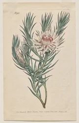 Le Magazine Botanique ou Jardin de Fleurs Exposé: Planche 933, Protea mucronifolia. Protéa à feuilles de dague. [Protea odorata]
