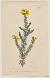 Le Magazine Botanique ou Jardin de Fleurs Déployé : Planche 944, Dillwynia Glaberrima. Dillwynnia à Feuilles Lisses. [Dillwynia ericifolia gaberrima]
