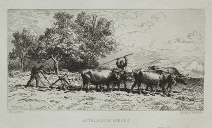Attelage de bœufs