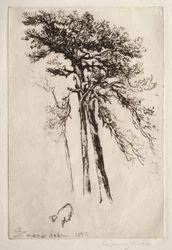 Le dernier arbre
