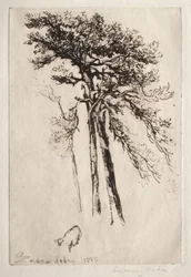 Le dernier arbre