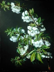Une brindille de fleurs blanches