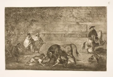 Les chiens lâchés sur le taureau