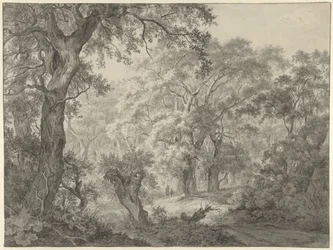 Paysage forestier