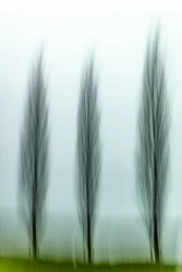 Trois arbres sereins
