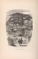 Le Jardin des Plantes, Descriptions et Moeurs des Mammifères, 1842