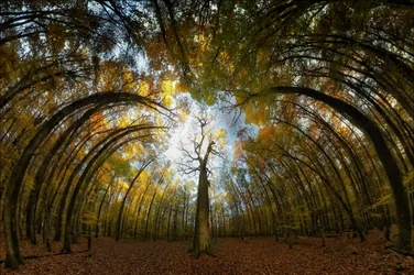 Le tunnel de la forêt d