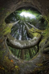 Les racines de la forêt enchantée