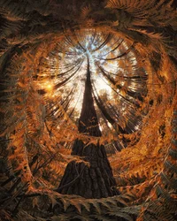 La canopée de la forêt dorée