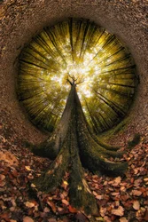 Regard vers la Forêt d