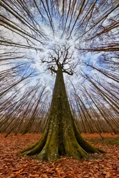 Le géant de la forêt