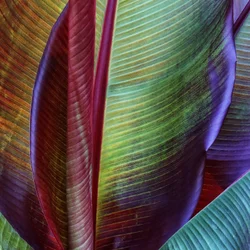 Feuilles tropicales aux couleurs vives