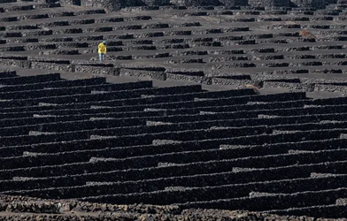 Ouvrier viticole de Volcanic Vineyard