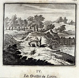 Les oreilles du lièvre