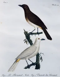 Bulbul à yeux rouges africain (Pycnonotus nigricans), gravure de Histoire Naturelle des Oiseaux d
