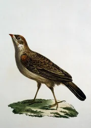 Rollier coucou femelle, gravure de Histoire Naturelle des Oiseaux d
