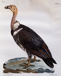 Vautour du Cap immature, gravure de Histoire Naturelle des Oiseaux d