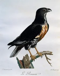 Buse rounoir (Buteo rufofuscus), gravure de Histoire Naturelle des Oiseaux d