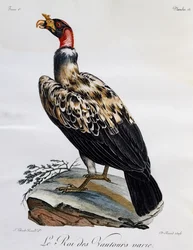 Vautour pape, gravure de Histoire Naturelle des Oiseaux d