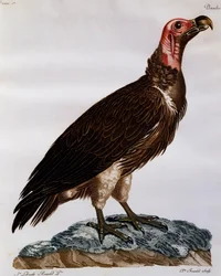 Vautour oricou (Torgos tracheliotos), gravure de Histoire Naturelle des Oiseaux d