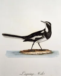 Bergeronnette pie mâle, gravure de Histoire Naturelle des Oiseaux d