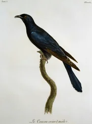 Coucou noir mâle (Cuculus clamosus), gravure tirée de Histoire Naturelle des Oiseaux d