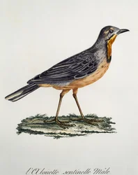 Longclaw mâle du Cap (Macronyx capensis), gravure de Histoire Naturelle des Oiseaux d